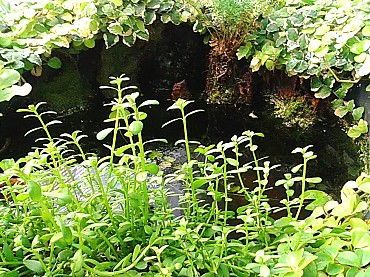 Detail jezírka